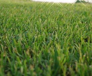 GAZON BERMUDA GRASS/ M2