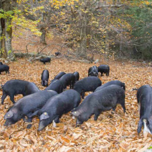 Alimentation du bétail
