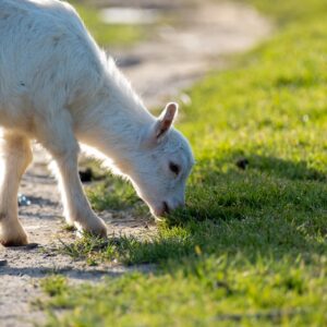 Petits ruminants