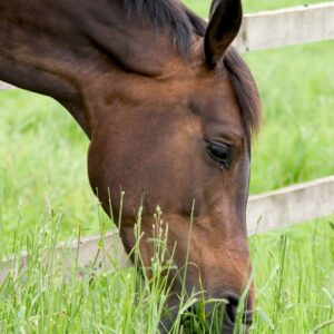 Equin