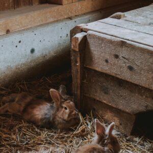 Chien & Lapin